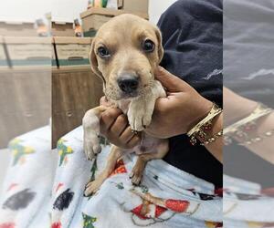 Labrador Retriever-Unknown Mix Dogs for adoption in Temple, TX, USA