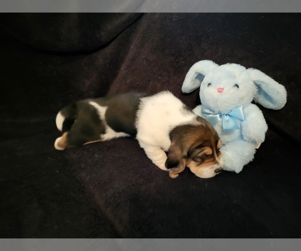 Medium Photo #11 Basset Hound Puppy For Sale in CLAREMORE, OK, USA