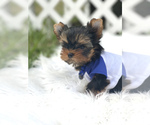 Small Photo #2 Yorkshire Terrier Puppy For Sale in CORAL SPRINGS, FL, USA