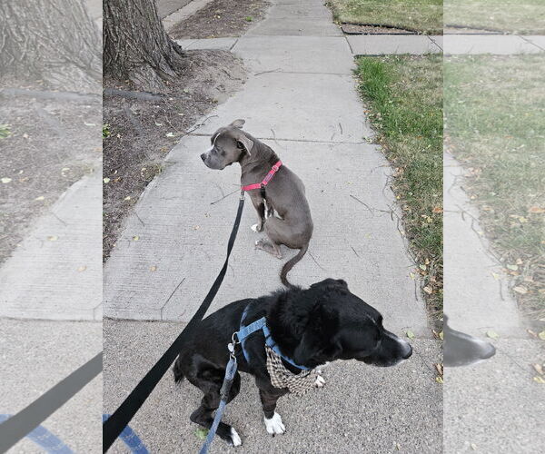 Medium Photo #7 American Bulldog-Unknown Mix Puppy For Sale in Minneapolis, MN, USA