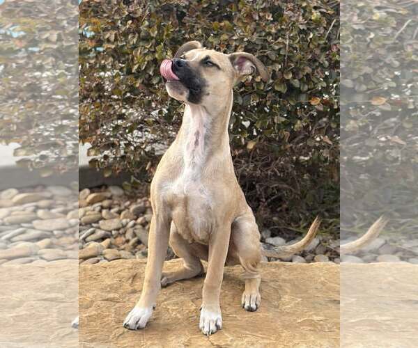 Medium Photo #6 Mutt Puppy For Sale in Greenville, SC, USA