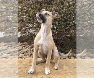 Acorn - Male Mutt Dog for Adoption - Photo #6