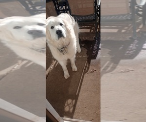 Great Pyrenees Puppy for sale in DAYTON, OH, USA