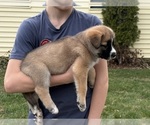 Small #2 Alaskan Husky-Saint Bernard Mix