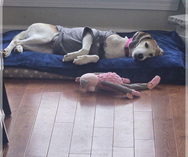 Medium Photo #10 Mutt Puppy For Sale in Oakhurst, NJ, USA