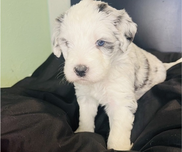 Medium Photo #2 Sheepadoodle Puppy For Sale in HUNTINGTON BEACH, CA, USA