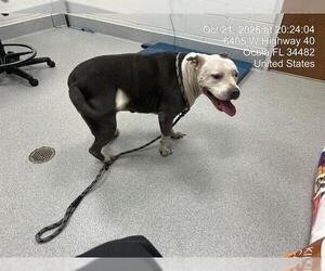 American Pit Bull Terrier-Unknown Mix Dogs for adoption in Ocala, FL, USA