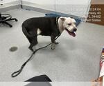 A392555 - Male American Pit Bull Terrier-Unknown Mix Dog for Adoption - Small photo