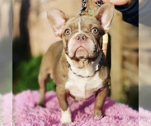 Mother of the French Bulldog puppies born on 05/05/2023