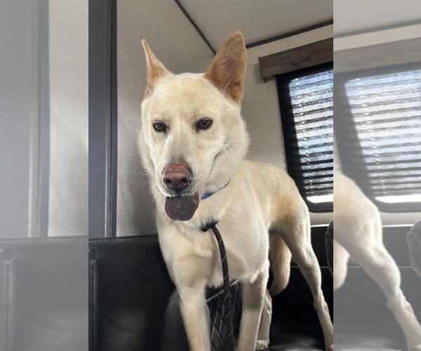 Medium Photo #3 Akita-Huskies  Mix Puppy For Sale in Incline Village, NV, USA