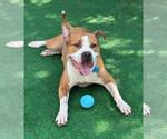 Small Photo #2 American Pit Bull Terrier-Unknown Mix Puppy For Sale in Spring Lake, NJ, USA