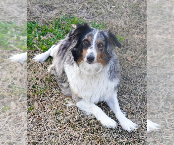 Medium Photo #1 Aussiedoodle Miniature  Puppy For Sale in CROWLEY, TX, USA