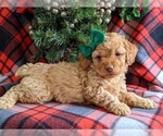 Small Photo #5 Cock-A-Poo-Poodle (Miniature) Mix Puppy For Sale in NOTTINGHAM, PA, USA