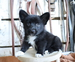 Small Photo #1 Pembroke Welsh Corgi-Pomeranian Mix Puppy For Sale in HONEY BROOK, PA, USA