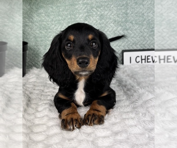 Medium Photo #9 Dachshund Puppy For Sale in FRANKLIN, IN, USA