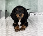 Small #8 Dachshund