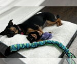 Small #6 Rottweiler Mix