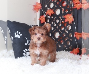 YorkiePoo Puppy for sale in MOUNT VERNON, OH, USA
