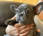 Small Photo #11 French Bulldog Puppy For Sale in TACOMA, WA, USA