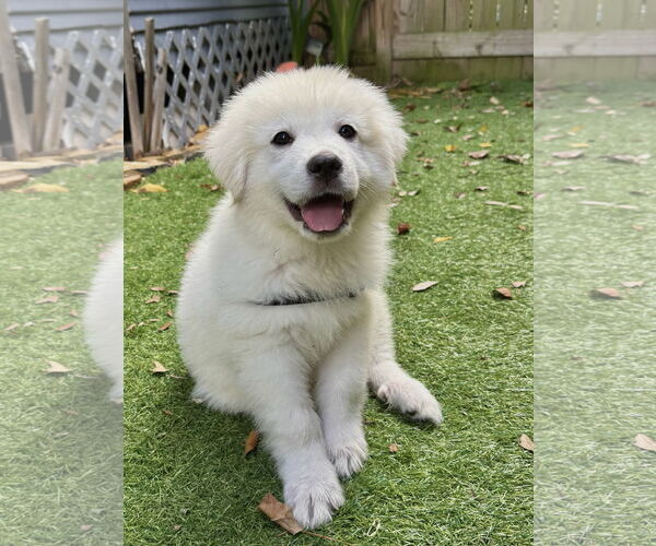 Medium Photo #2 Great Pyrenees Puppy For Sale in Spring, TX, USA