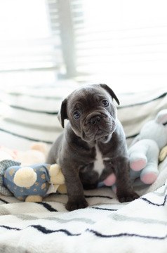 Medium Photo #7 French Bulldog Puppy For Sale in FAYETTEVILLE, AR, USA
