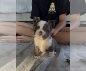 French Bulldog Puppy for sale in SACRAMENTO, CA, USA