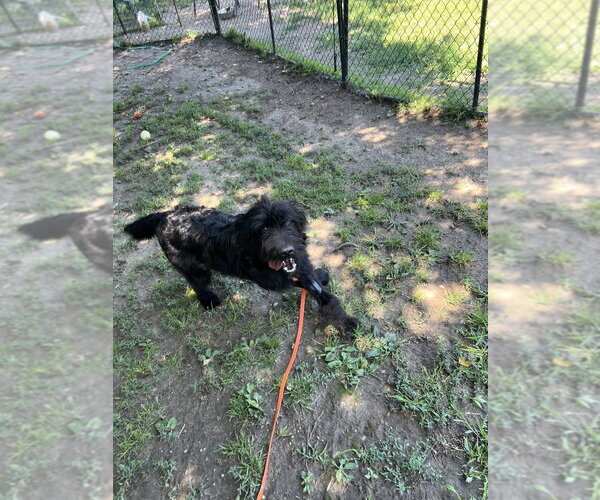 Medium Photo #5 Labrador Retriever-Unknown Mix Puppy For Sale in Brewster, NY, USA