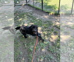 Small #4 Labrador Retriever Mix