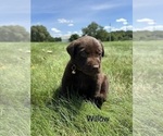 Small Photo #7 Labrador Retriever Puppy For Sale in FREDERICKSBG, OH, USA