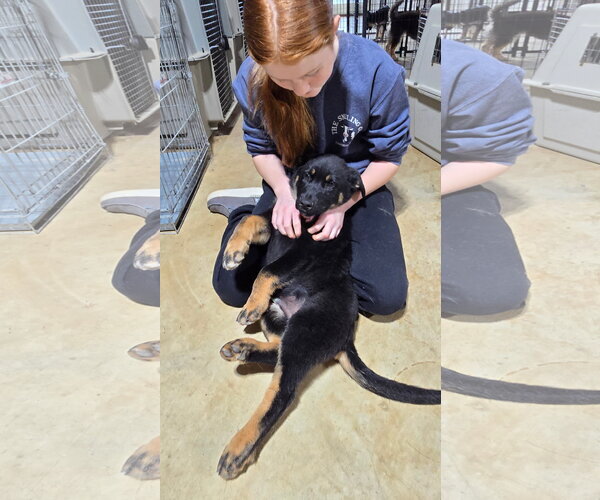Medium Photo #4 German Shepherd Dog Puppy For Sale in Centreville, VA, USA