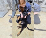 Small #3 German Shepherd Dog