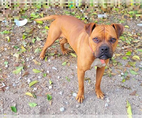 Medium Photo #3 Boxer-Unknown Mix Puppy For Sale in San Antonio, TX, USA
