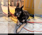 Small #2 German Shepherd Dog Mix