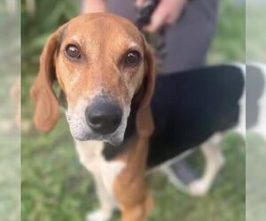 English Foxhound-Unknown Mix Dogs for adoption in Williamsburg, IA, USA