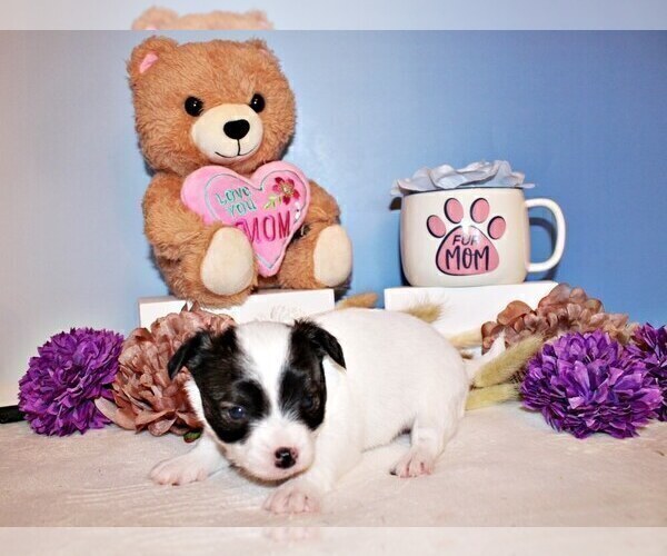 Medium Photo #2 Chihuahua Puppy For Sale in CHARLESTON, AR, USA