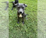 Small #6 Great Dane Mix