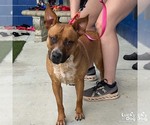 Small #1 Retriever  Mix