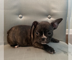 French Bulldog Puppy for sale in JOHNS ISLAND, SC, USA