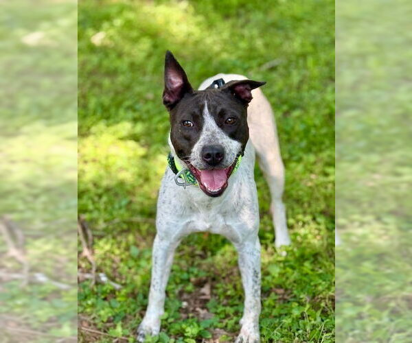 Medium Photo #2 American Staffordshire Terrier Puppy For Sale in Cranford, NJ, USA