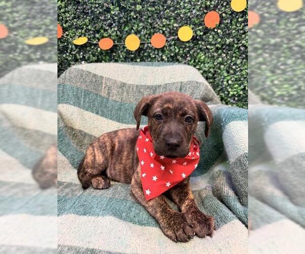Medium Photo #1 Labrador Retriever-Unknown Mix Puppy For Sale in Corpus Christi, TX, USA