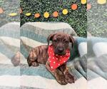 GLAMORE - Female Labrador Retriever-Unknown Mix Dog for Adoption - Small photo