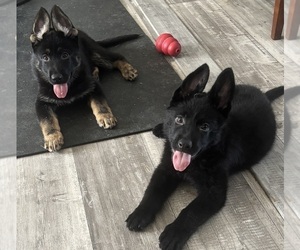 German Shepherd Dog Puppy for Sale in MEDINA, Texas USA