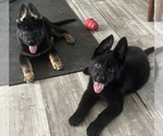 Small German Shepherd Dog