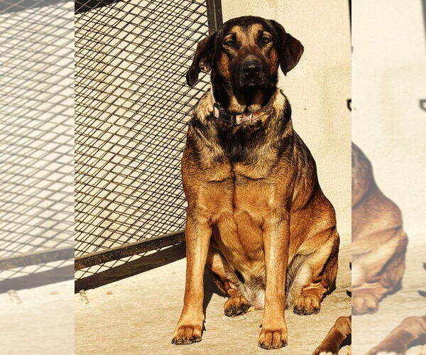 Medium Photo #7 Mutt Puppy For Sale in Lake Forest, CA, USA