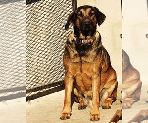 Tesla (Courtesy Post) - Adopt Me! - Female Mutt Dog for Adoption - Photo #7