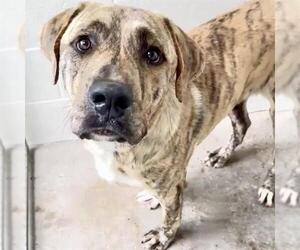 Plott Hound Dogs for adoption in Houston, TX, USA