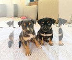 Small #2 American Staffordshire Terrier Mix