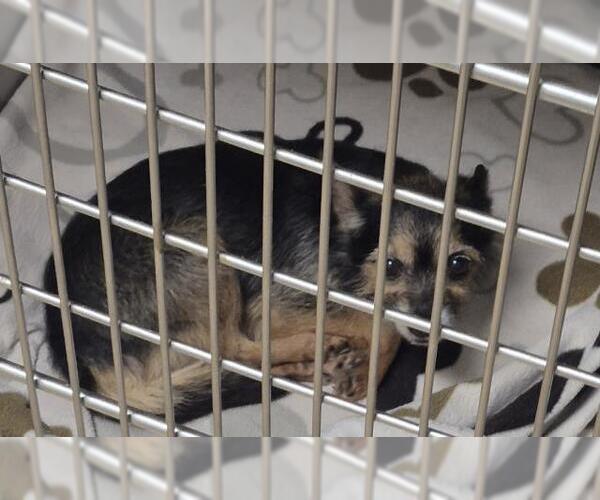 Medium Photo #1 Chiweenie Puppy For Sale in Decatur, IL, USA