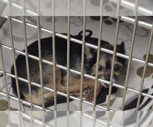 Chiweenie Dogs for adoption in Decatur, IL, USA