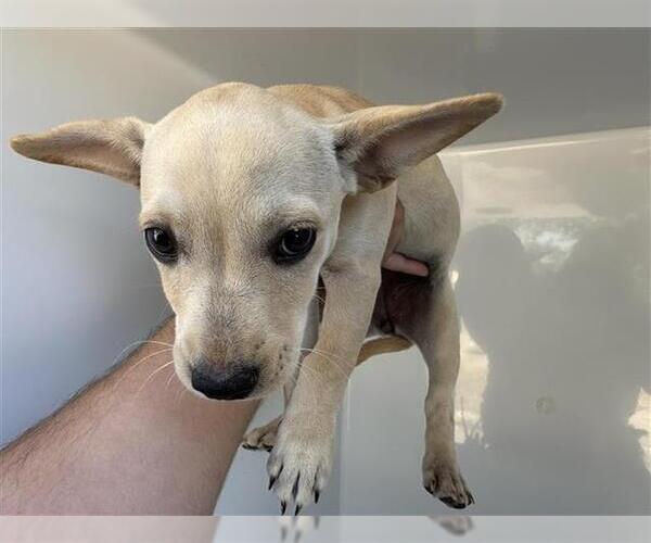 Medium Photo #1 Labrador Retriever-Unknown Mix Puppy For Sale in Houston, TX, USA